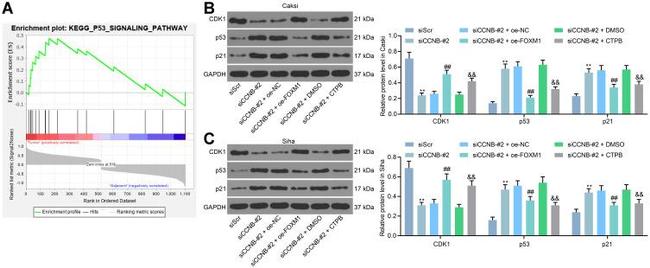 p53 Antibody in Western Blot (WB)