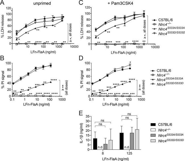 IL-1 beta Antibody in ELISA (ELISA)