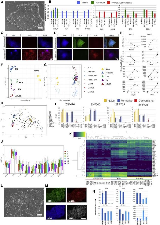 Nanog Antibody in Immunocytochemistry (ICC/IF)