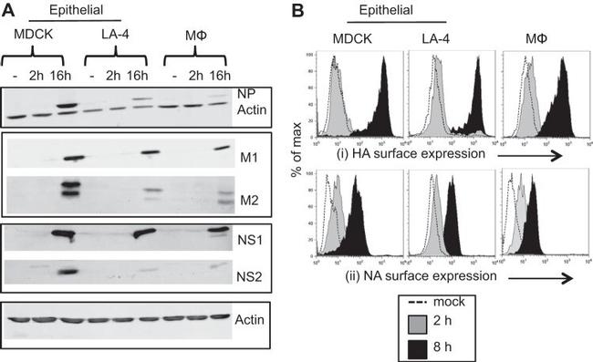 Influenza A NS1 Antibody in Western Blot (WB)