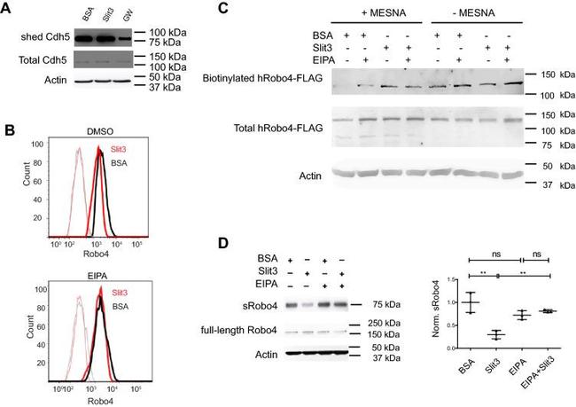 DYKDDDDK Tag Antibody in Western Blot (WB)