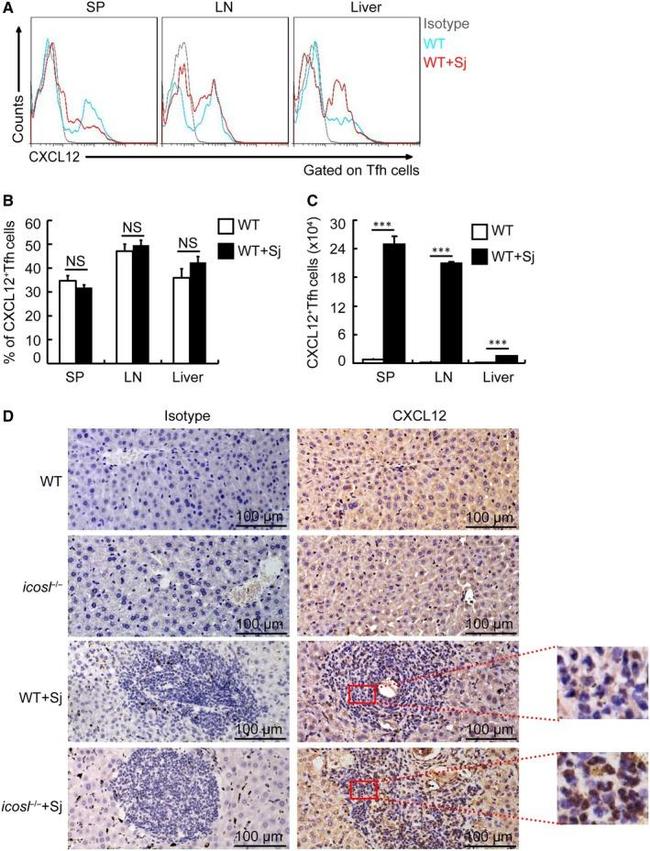 CXCL12 alpha (SDF-1 alpha) Antibody in Immunohistochemistry (IHC)