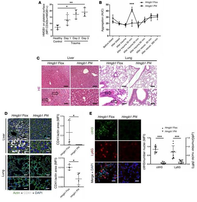 CD42b Antibody in Flow Cytometry (Flow)