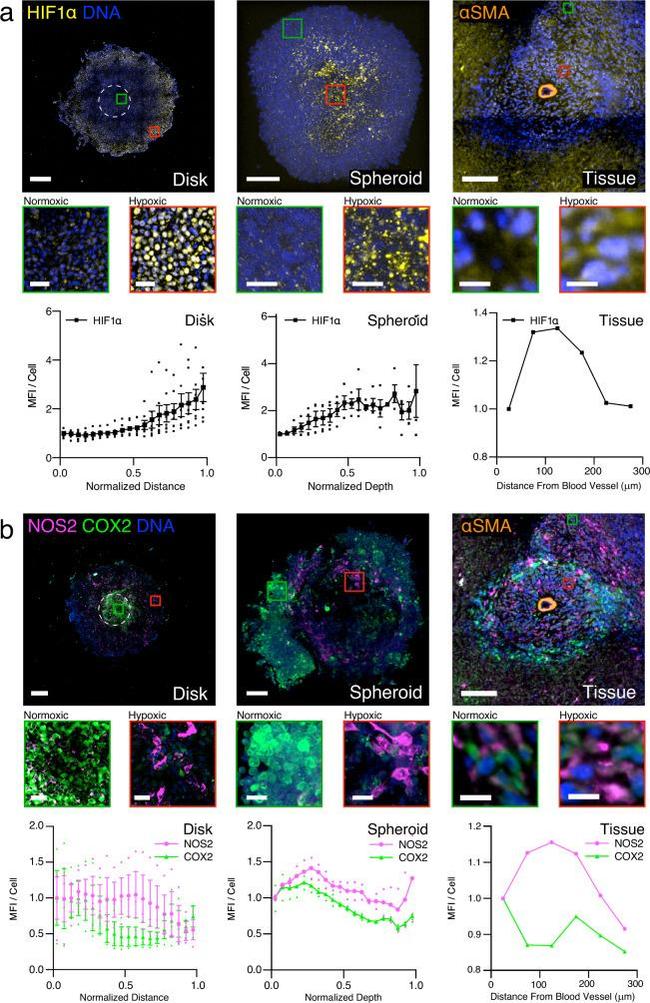 Alpha-Smooth Muscle Actin Antibody in Immunohistochemistry (IHC)