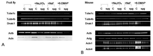 Dynein Antibody in Western Blot (WB)