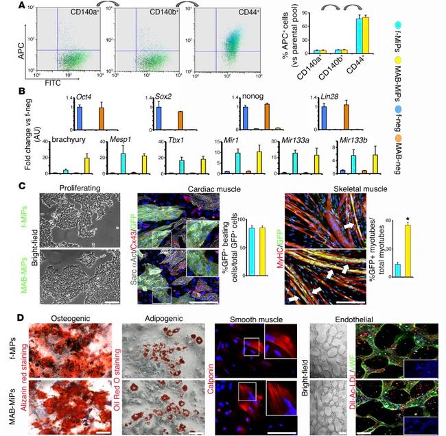 CD140a (PDGFRA) Antibody in Flow Cytometry (Flow)