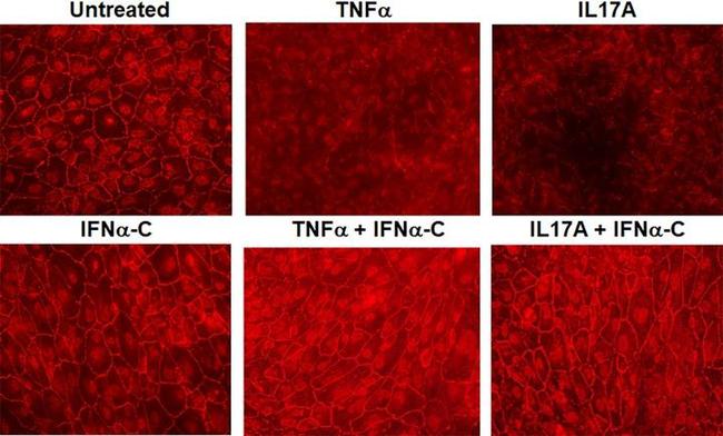 ZO-1 Antibody in Immunocytochemistry (ICC/IF)