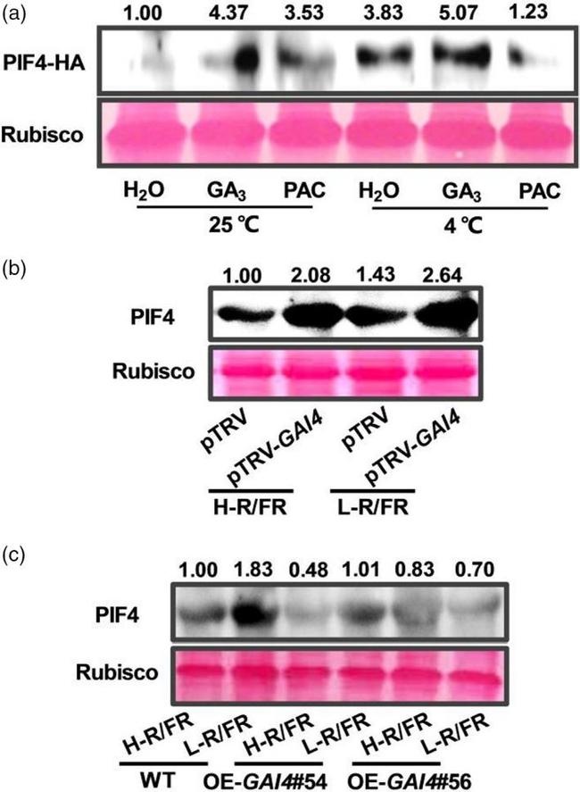 HA Tag Antibody in Western Blot (WB)