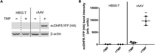 HA Tag Antibody in Western Blot (WB)