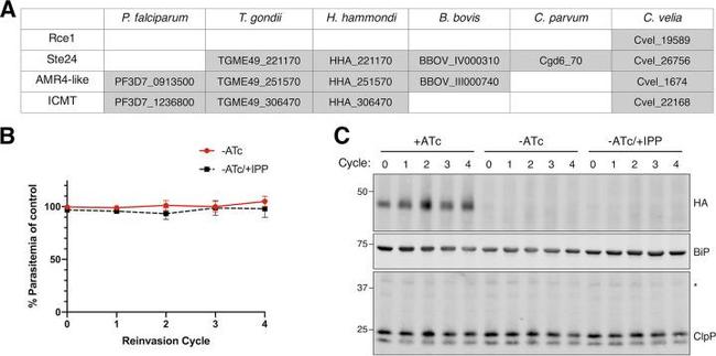 HA Tag Antibody in Western Blot (WB)