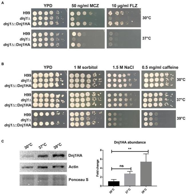 HA Tag Antibody in Western Blot (WB)