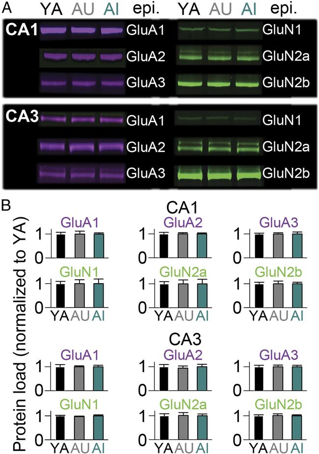 GluR3 Antibody in Western Blot (WB)