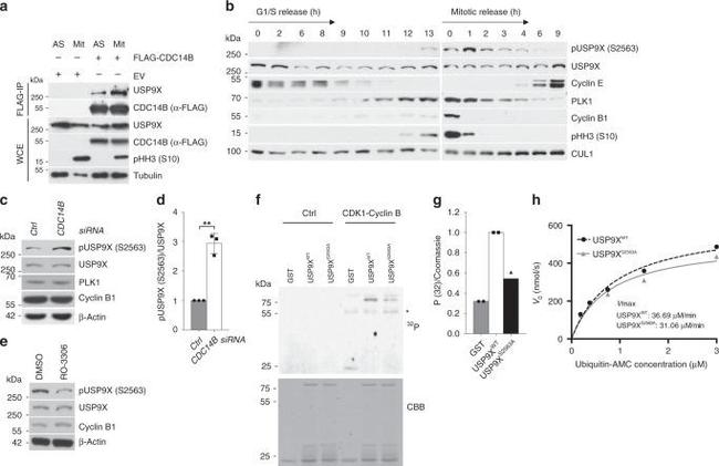 PLK1 Antibody in Western Blot (WB)