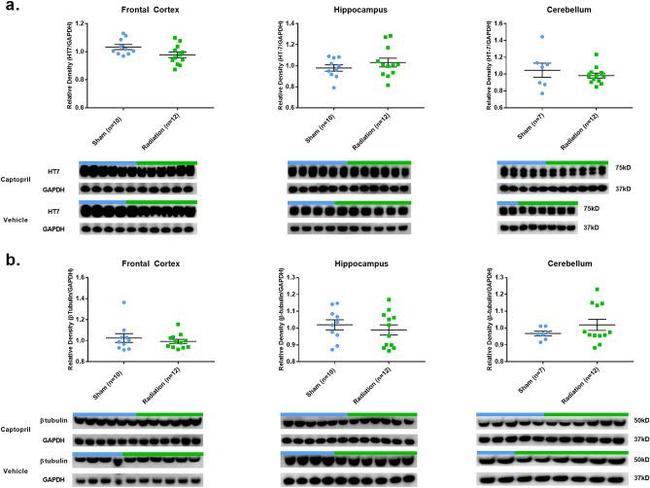 beta Tubulin Antibody in Western Blot (WB)