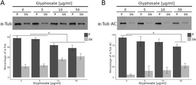 Acetyl-alpha Tubulin (Lys40) Antibody in Western Blot (WB)