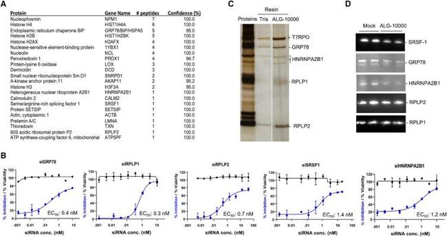 SRSF1 Antibody in Western Blot (WB)