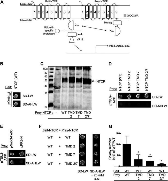 HA Tag Antibody in Western Blot (WB)