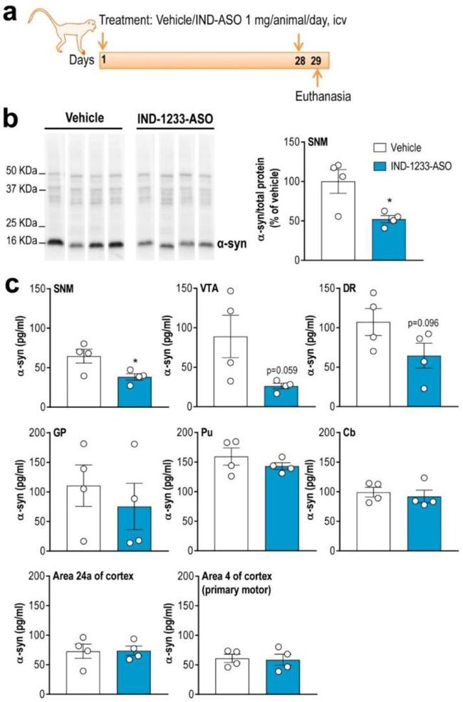 alpha Synuclein Antibody in Western Blot (WB)