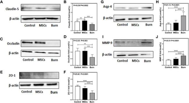 Claudin 5 Antibody in Western Blot (WB)