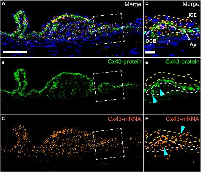 Connexin 43 Antibody in In Situ Hybridization (ISH) (ISH)