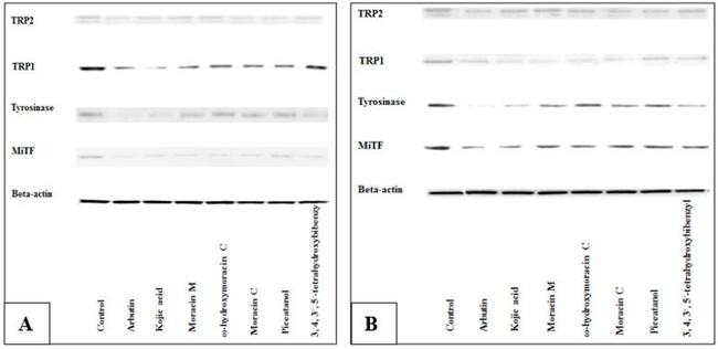 DCT Antibody in Western Blot (WB)