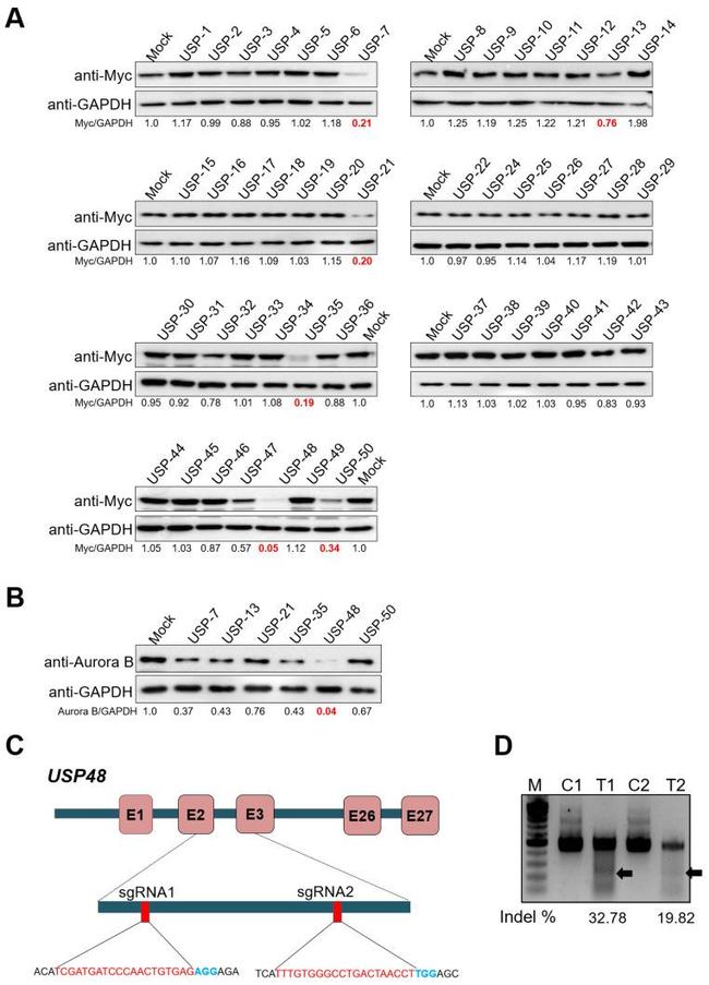 Aurora B Antibody in Western Blot (WB)