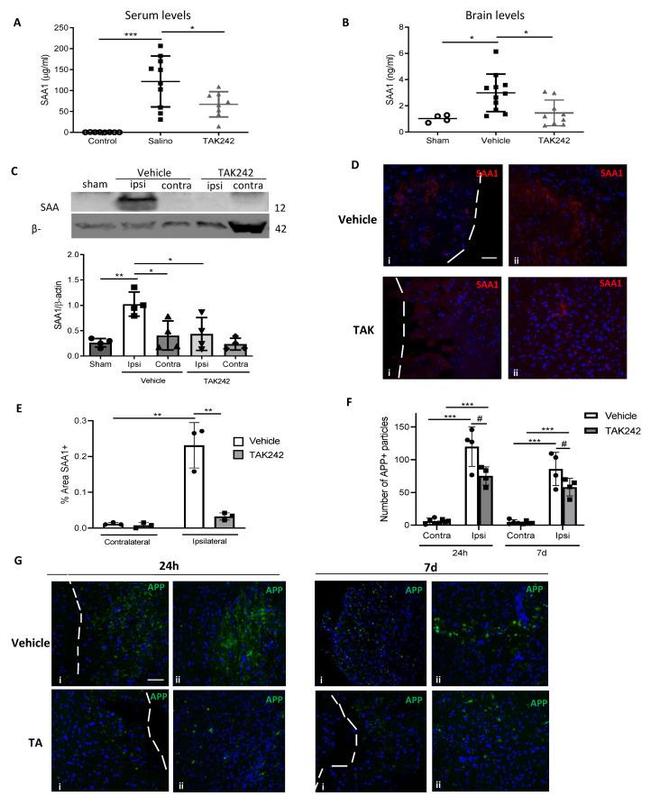 beta Amyloid Antibody in Immunohistochemistry (Frozen) (IHC (F))