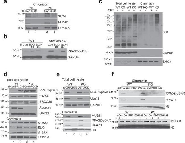 UBC13 Antibody in Western Blot (WB)