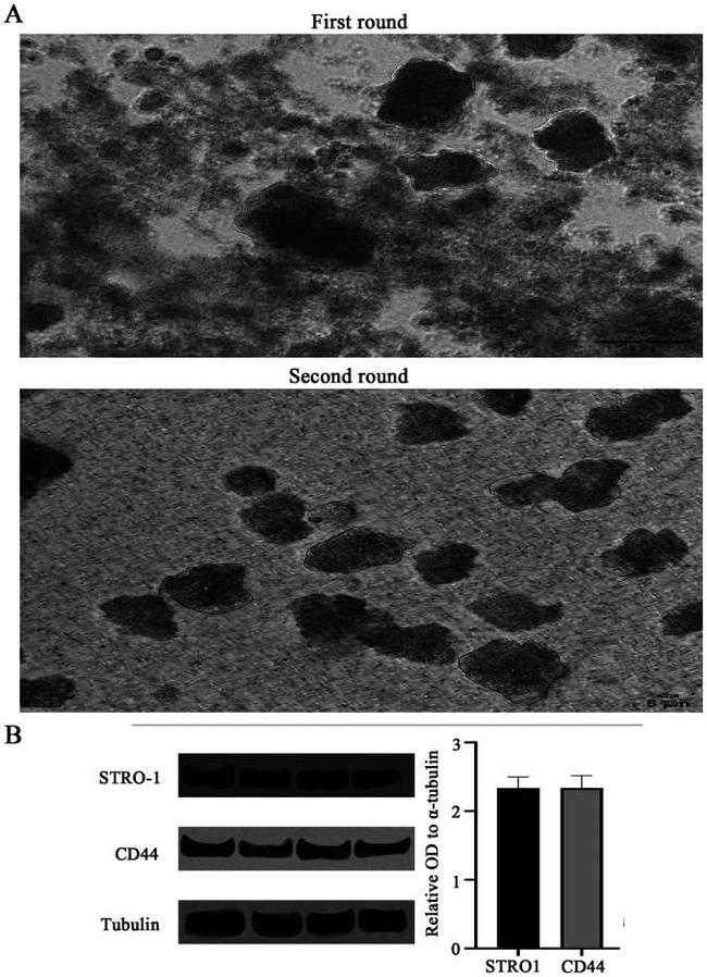 STRO-1 Antibody in Western Blot (WB)