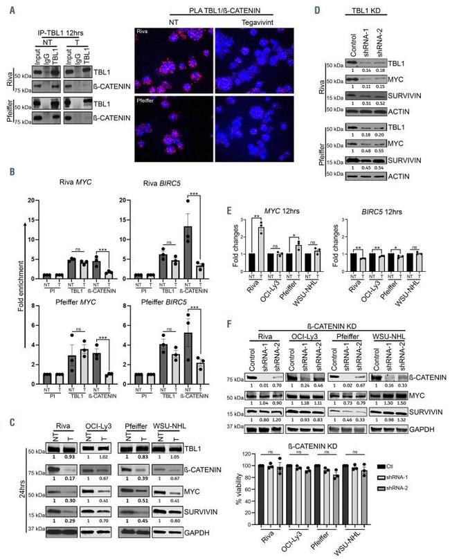 GAPDH Antibody in Western Blot (WB)