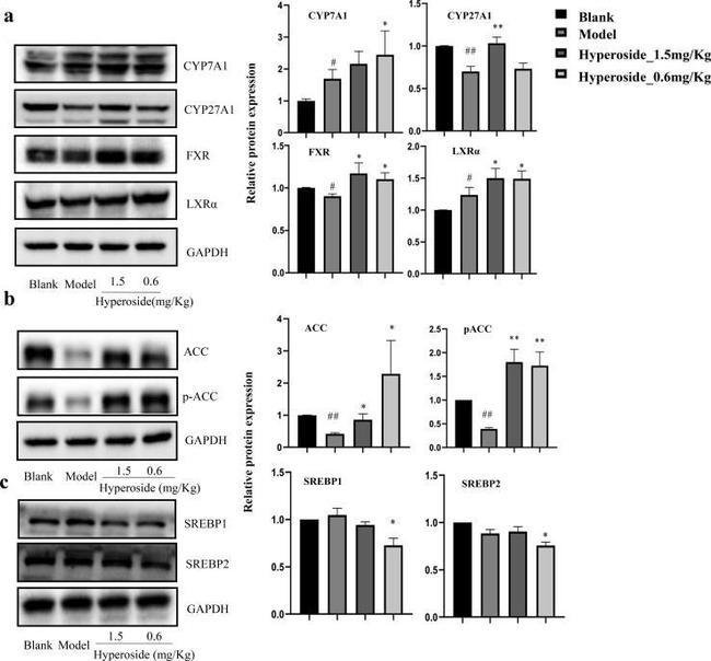 FXR Antibody in Western Blot (WB)