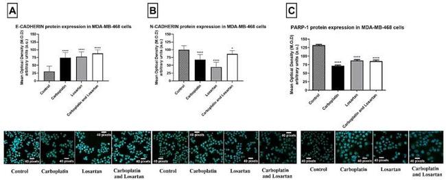 PARP1 Antibody in Immunocytochemistry (ICC/IF)