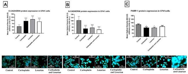 PARP1 Antibody in Immunocytochemistry (ICC/IF)