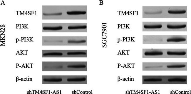 AKT Pan Antibody in Western Blot (WB)