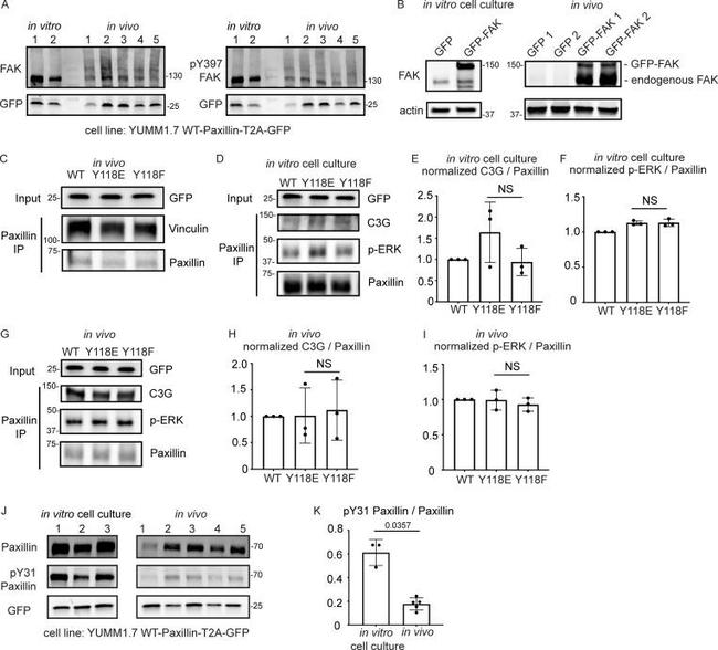 Phospho-Paxillin (Tyr31) Antibody in Western Blot (WB)