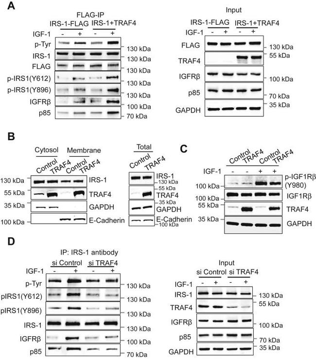 Phospho-IRS1 (Tyr612) Antibody in Western Blot (WB)