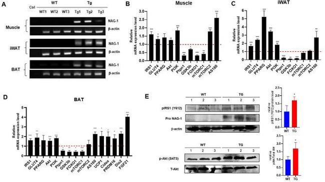 Phospho-IRS1 (Tyr612) Antibody in Western Blot (WB)