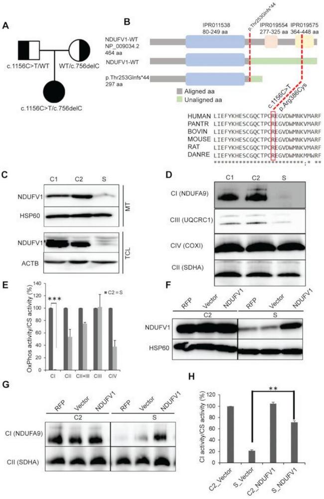 NDUFA9 Antibody in Western Blot (WB)