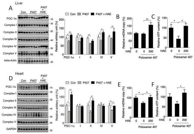 NDUFS3 Antibody in Western Blot (WB)