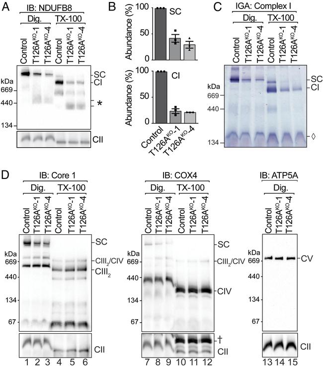 UQCRC1 Antibody in Western Blot (WB)