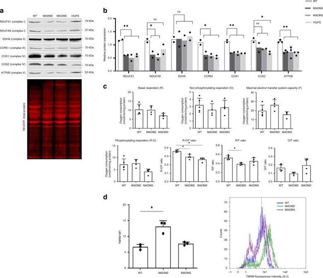 UQCRC1 Antibody in Western Blot (WB)