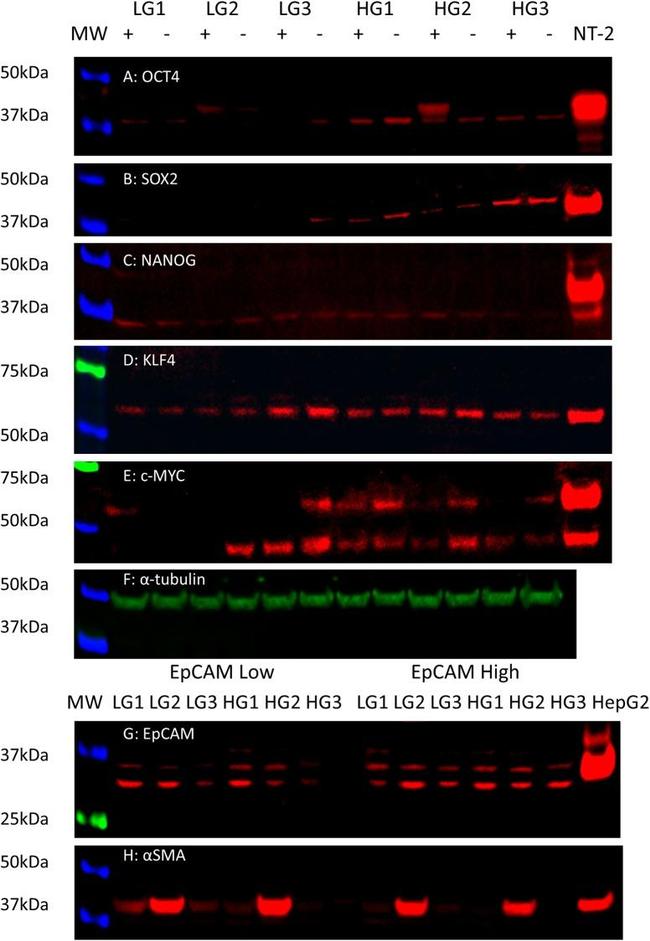 SOX2 Antibody in Western Blot (WB)