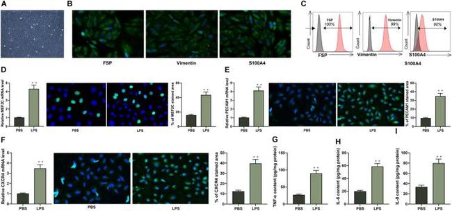 CXCL1 (GRO alpha) Antibody in Flow Cytometry (Flow)