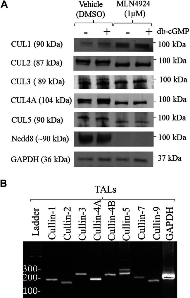 Cullin 2 Antibody in Western Blot (WB)