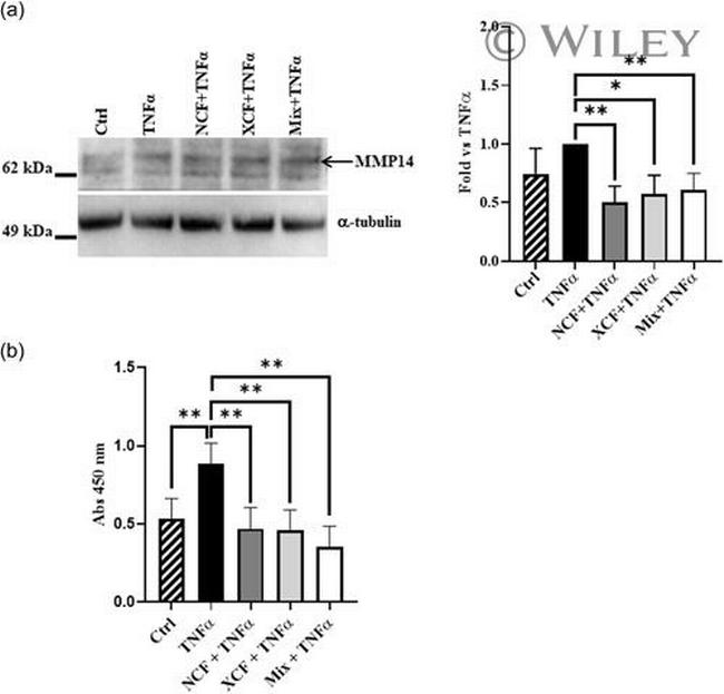 MMP14 Antibody in Western Blot (WB)