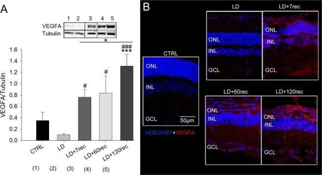 alpha Tubulin Antibody in Western Blot (WB)