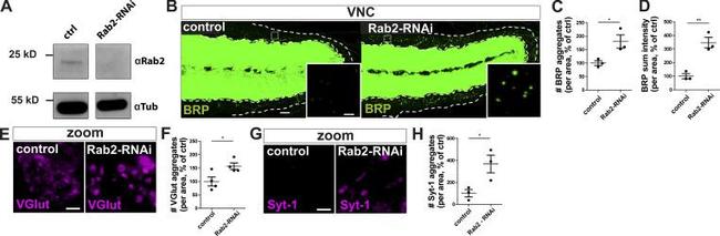 alpha Tubulin Antibody in Western Blot (WB)