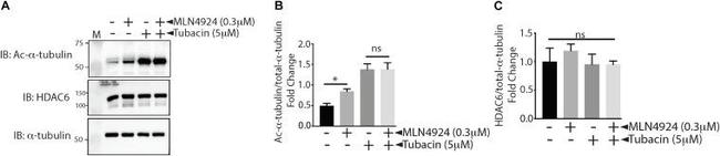 alpha Tubulin Antibody in Western Blot (WB)