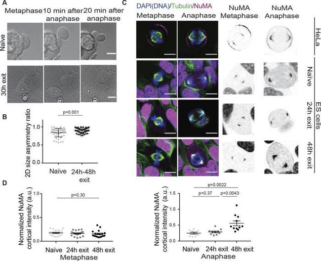 alpha Tubulin Antibody in Immunocytochemistry (ICC/IF)