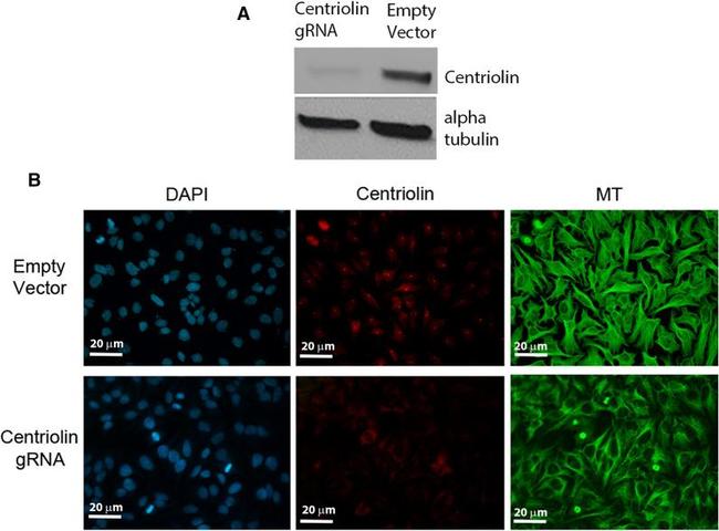 alpha Tubulin Antibody in Western Blot (WB)